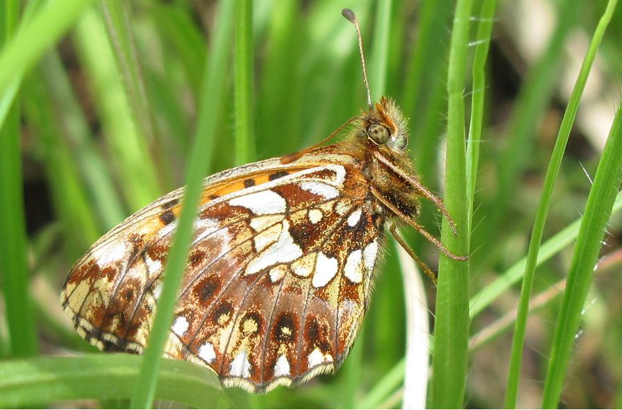 Farfalla da identificare